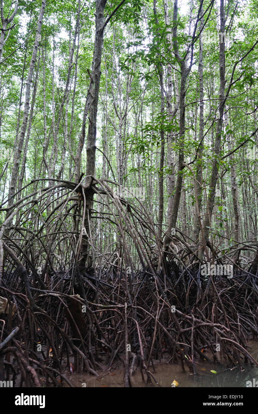 La foresta di mangrovie di Krabi, Thailandia, Sud-est asiatico Foto Stock
