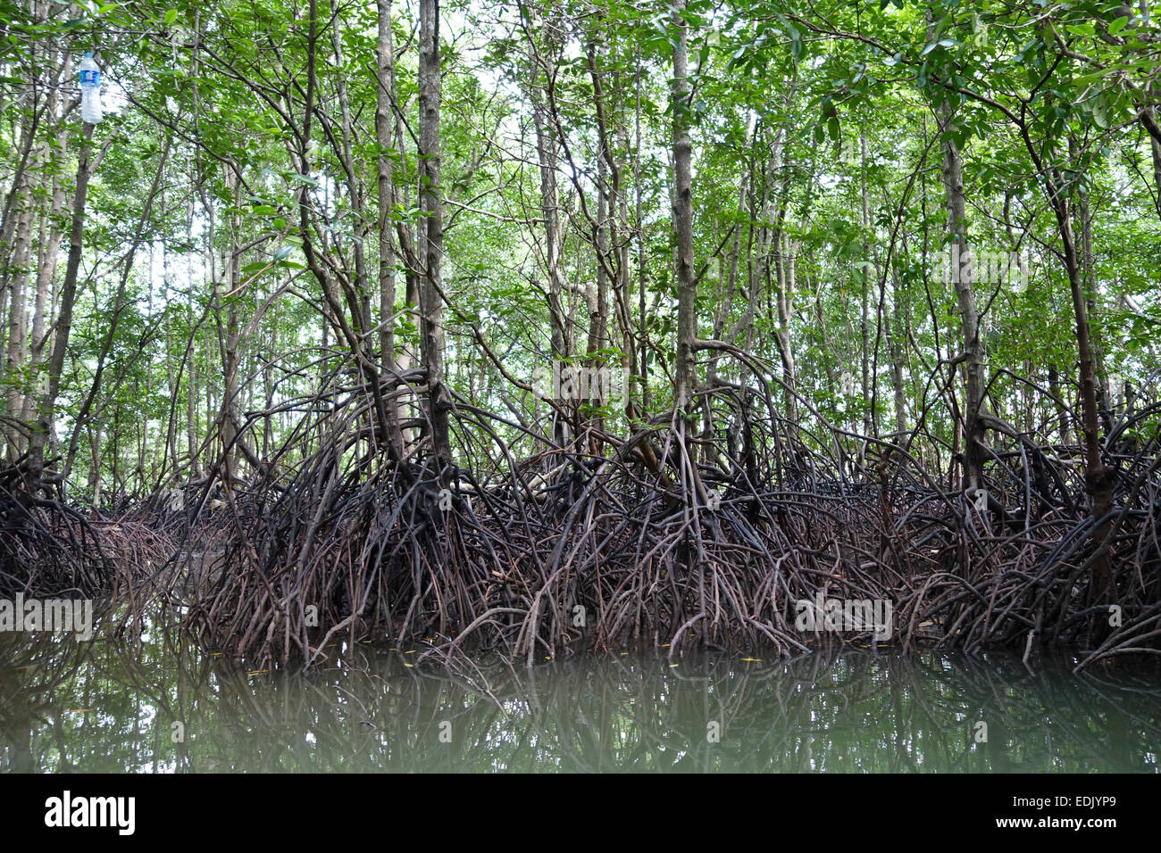 La foresta di mangrovie di Krabi, Thailandia, Sud-est asiatico Foto Stock