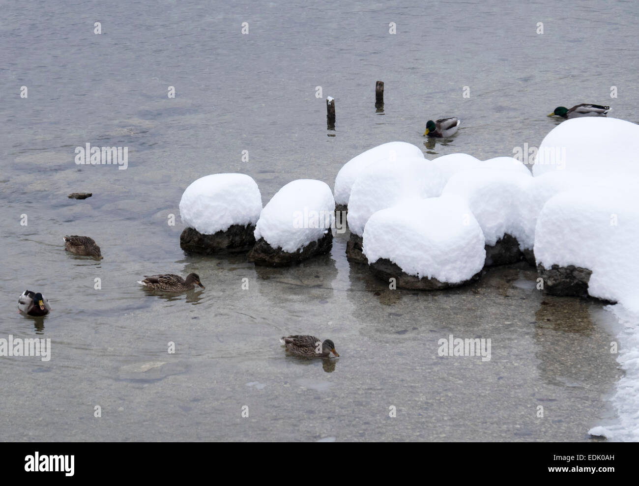 Anatre vicino la piscina coperta di neve rocce in un lago Foto Stock