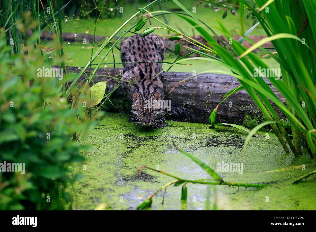 La pesca Cat (Prionailurus viverrinus), Adulto, all'acqua, caccia, nativo di Asia, captive, England, Regno Unito Foto Stock