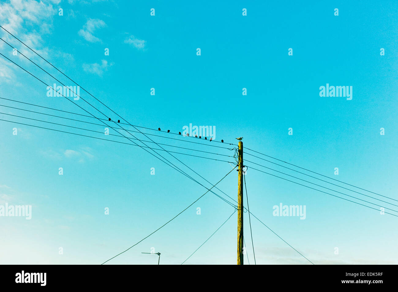 Gli uccelli seduti sui fili del telefono Foto Stock