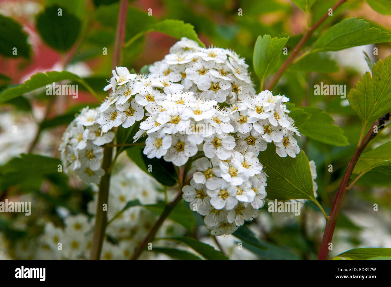 Van Houtte Spiraea vanhouttei arbusto fiorito Foto Stock