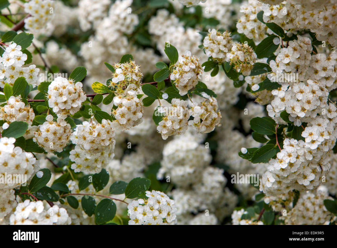 Van Houtte Spiraea vanhouttei arbusto fiorito Foto Stock