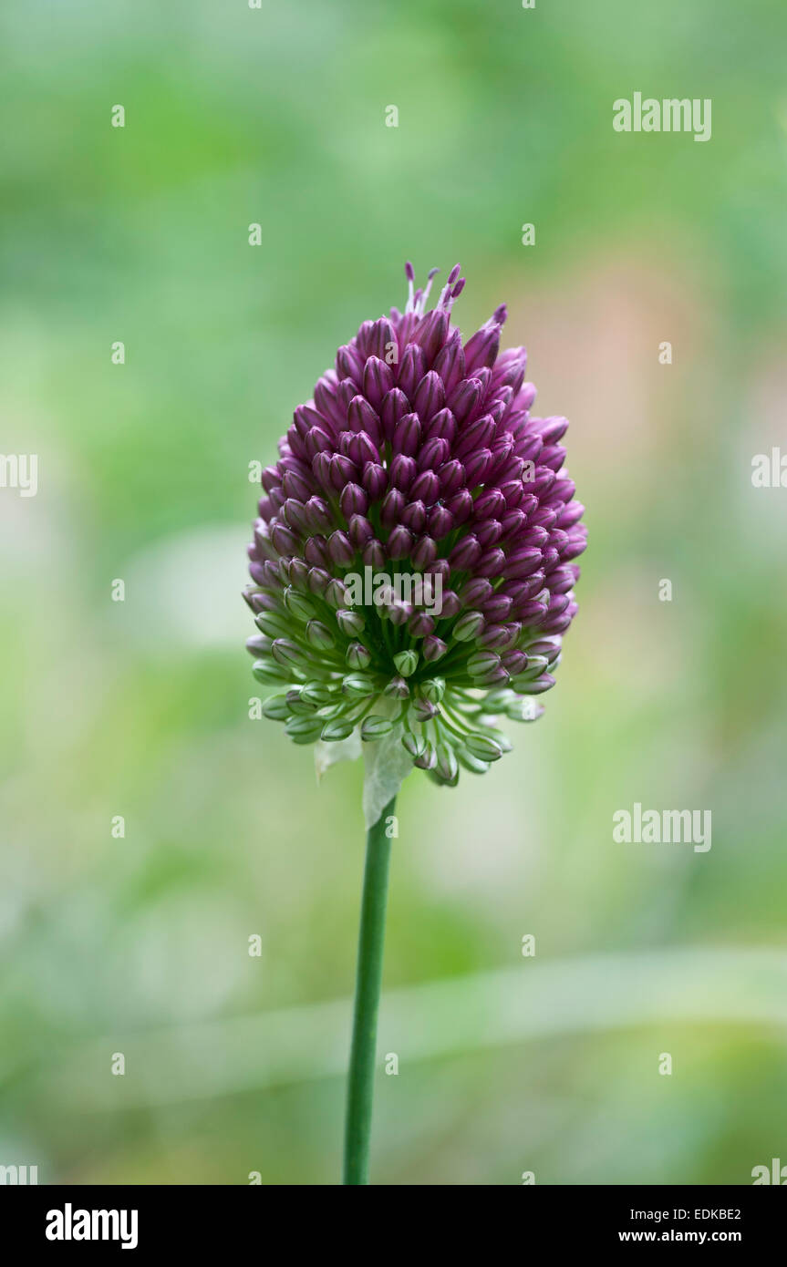 Testa di fiori di Allium sphaerocephalon prima i singoli germogli aperto Foto Stock
