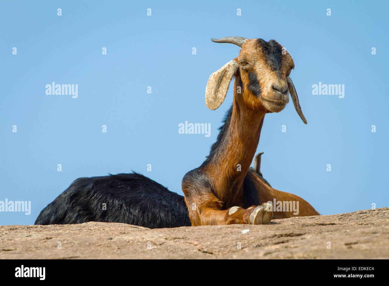 Capre sulla roccia Foto Stock