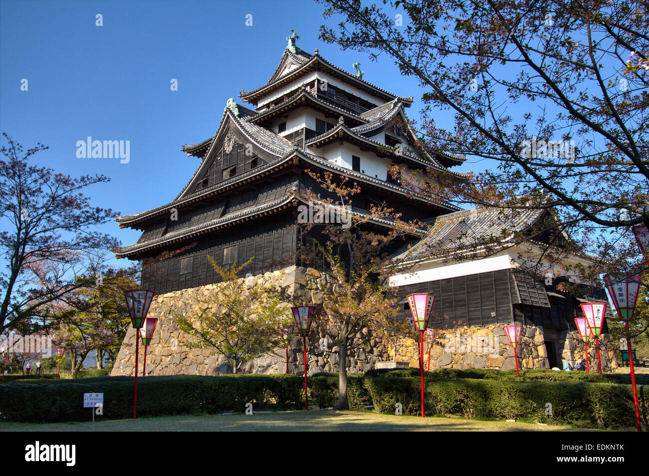 Matsue Castle in Giappone. Vista diurna del suo stile borogata, tenshu con lanterne in fiore di ciliegio primaverile davanti sotto un cielo blu chiaro. Foto Stock