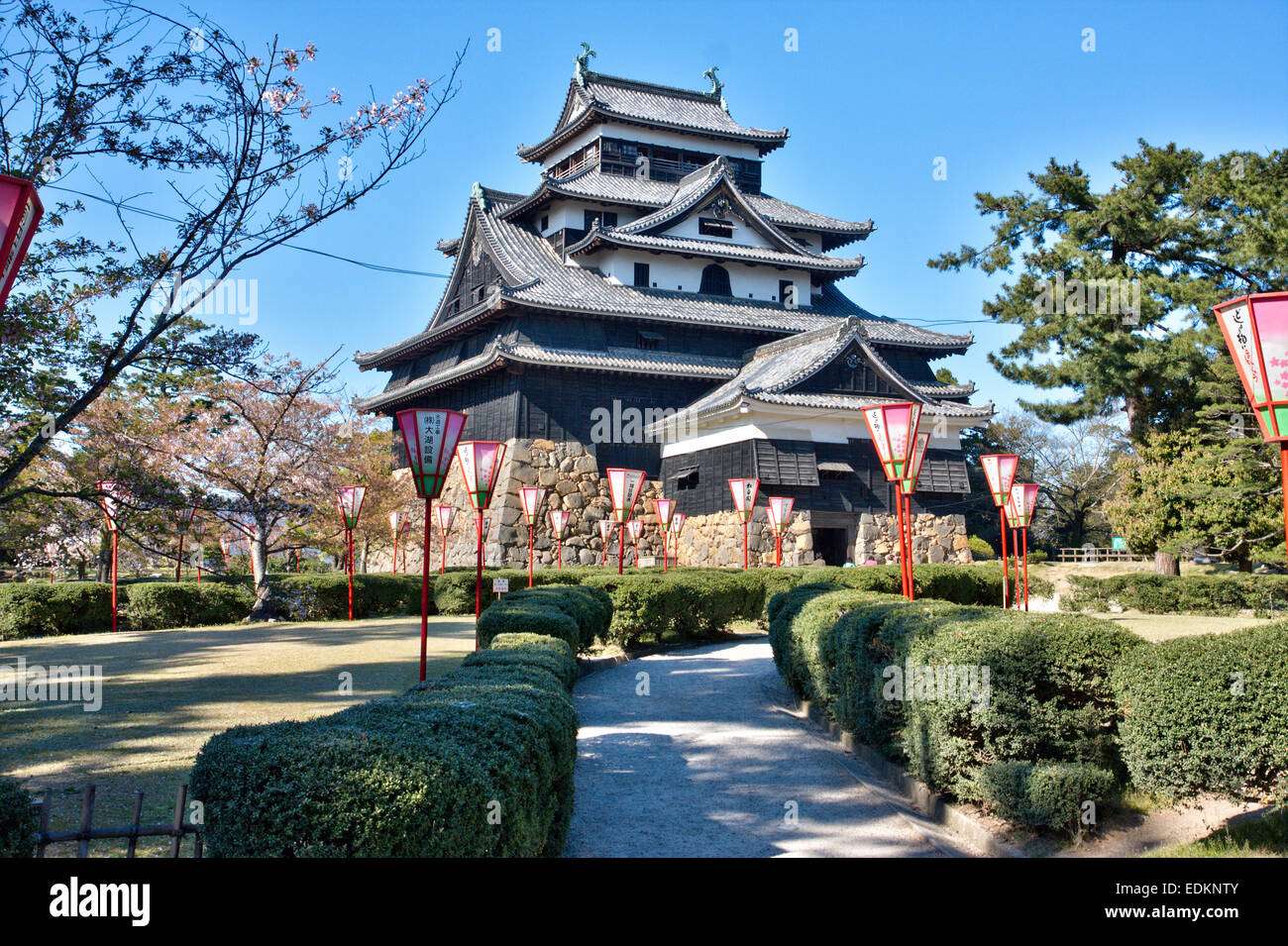 Matsue Castle in Giappone. Vista diurna del suo stile borogata, tenshu con lanterne in fiore di ciliegio primaverile davanti sotto un cielo blu chiaro. Foto Stock