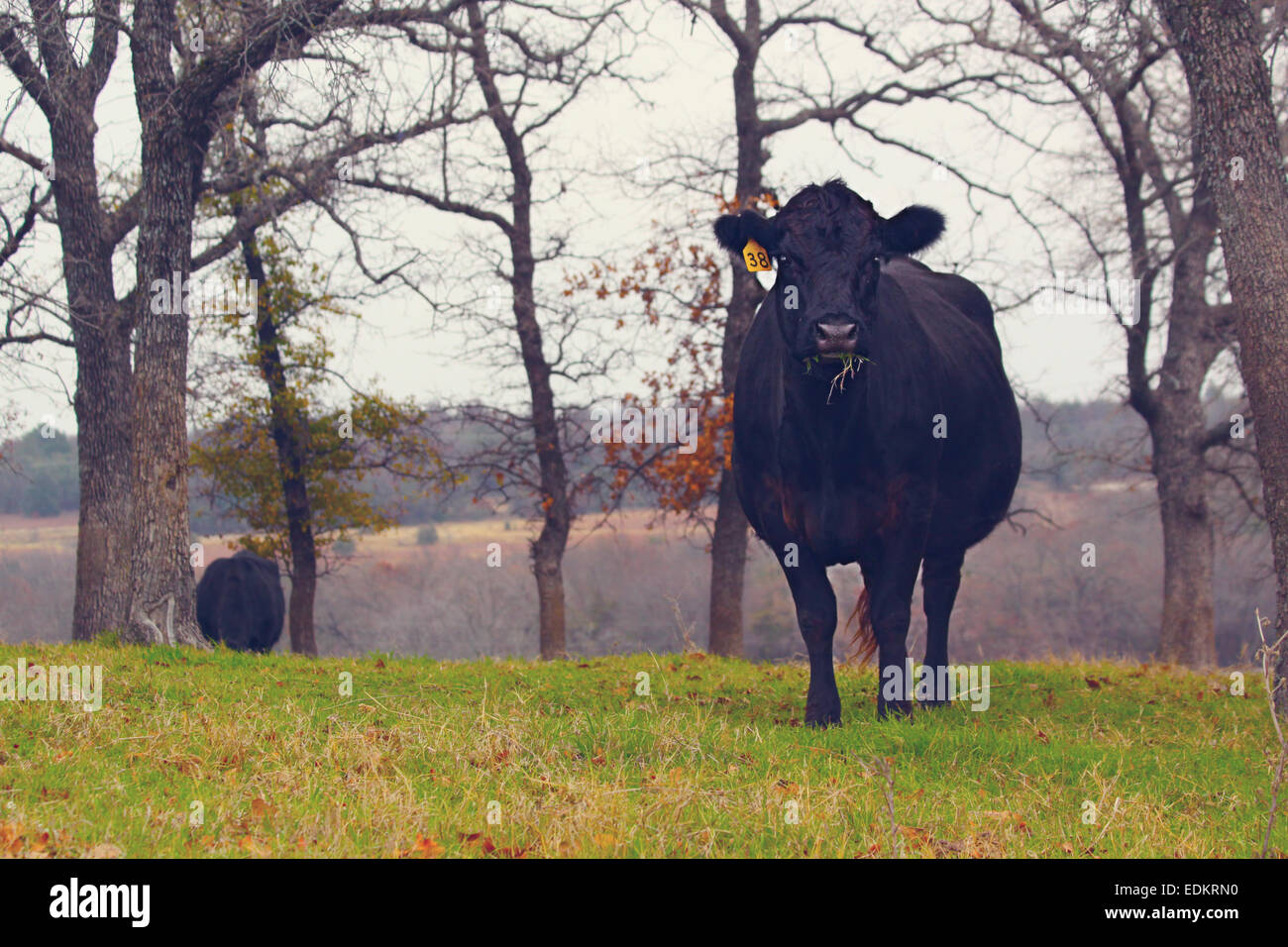 mucca che mangia Foto Stock