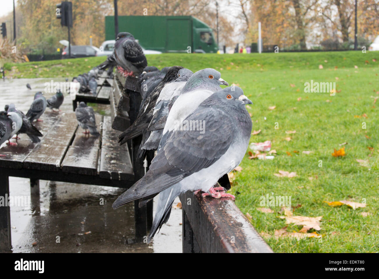 Piccioni selvatici seduti su una panchina nel parco in Londra, Regno Unito Foto Stock