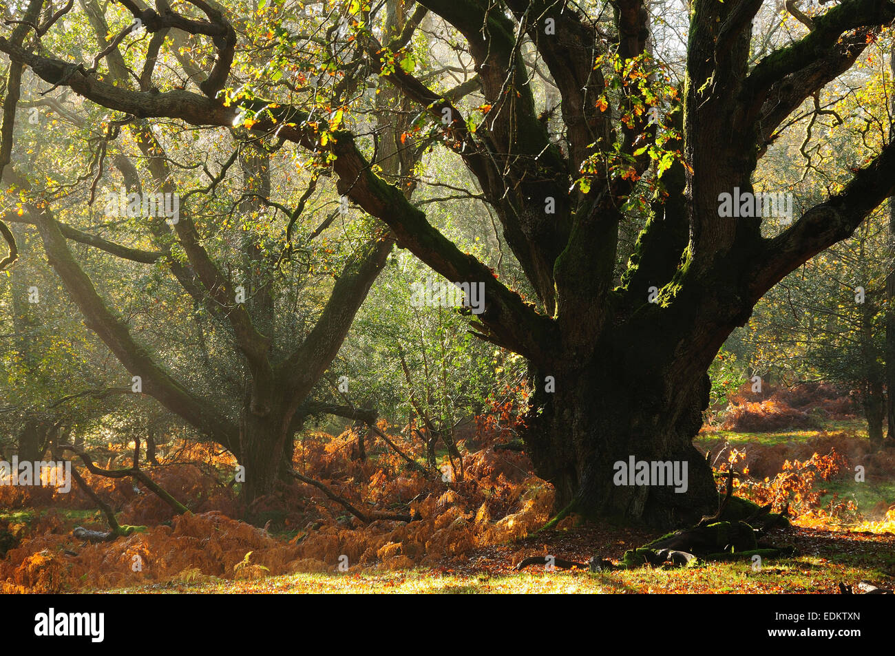 Sud inclosure Oakley, New Forest National Park Regno Unito Foto Stock