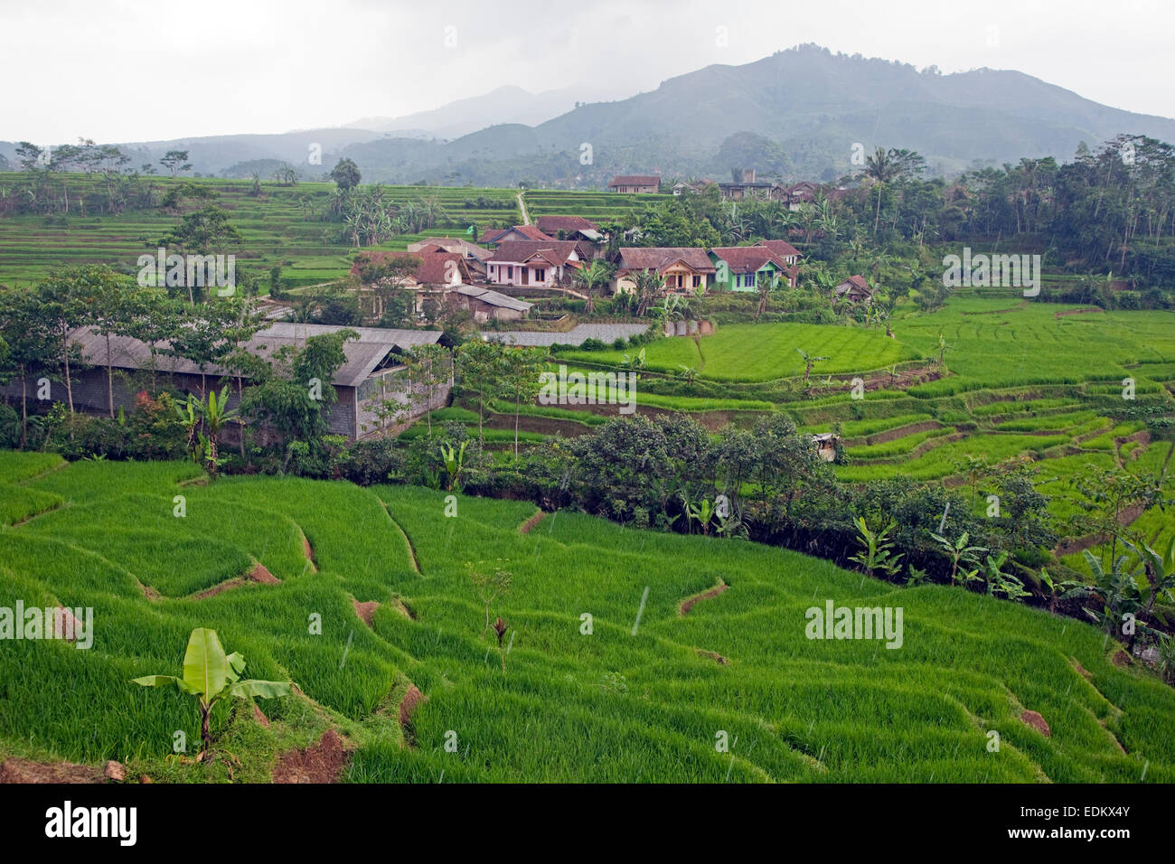 Indonesiano villaggio rurale e le risaie nella stagione delle piogge, Garut Regency, West Java, Indonesia Foto Stock