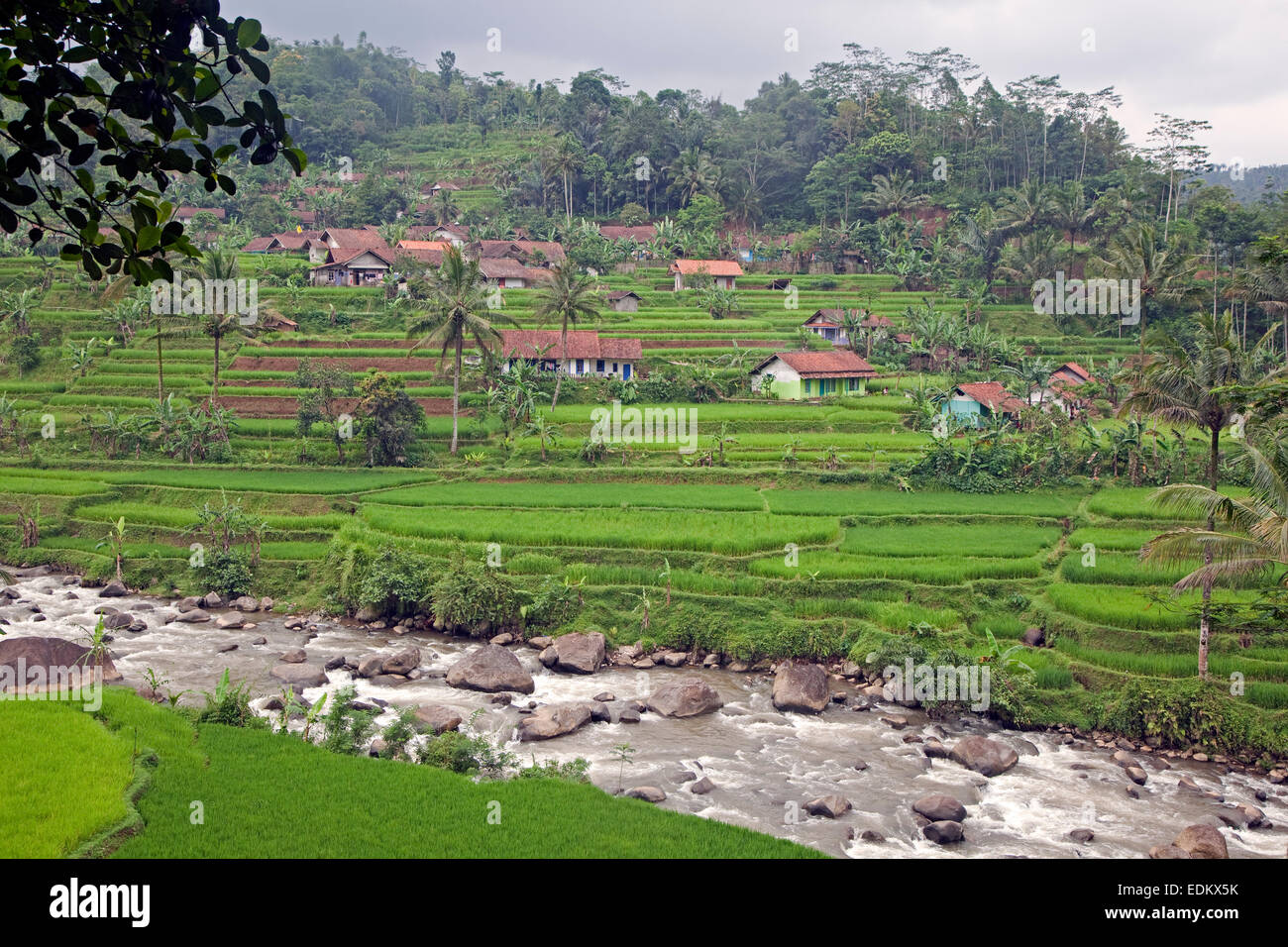 Indonesiano villaggio rurale e le risaie nella stagione delle piogge, Garut Regency, West Java, Indonesia Foto Stock