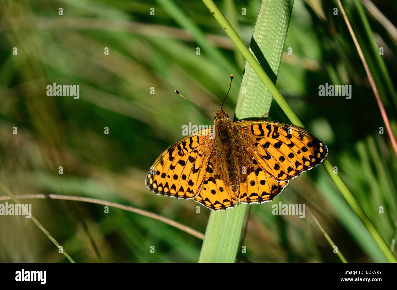 Verde scuro fritillary butterfly Foto Stock