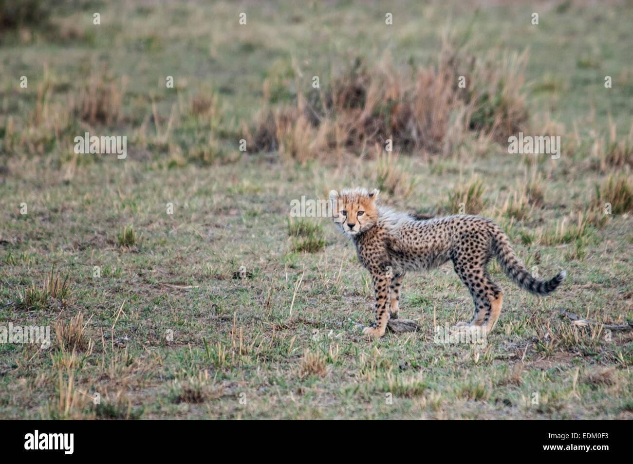 Piccolo ghepardo Cub Acinonyx jubatus, il Masai Mara riserva nazionale, Kenya, Africa orientale Foto Stock