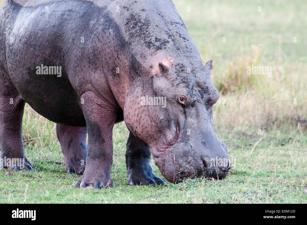 Adulto ippopotamo, Hippopotamus amphibius, pascolo in erba sulla terra, il Masai Mara riserva nazionale, Kenya, Africa orientale Foto Stock
