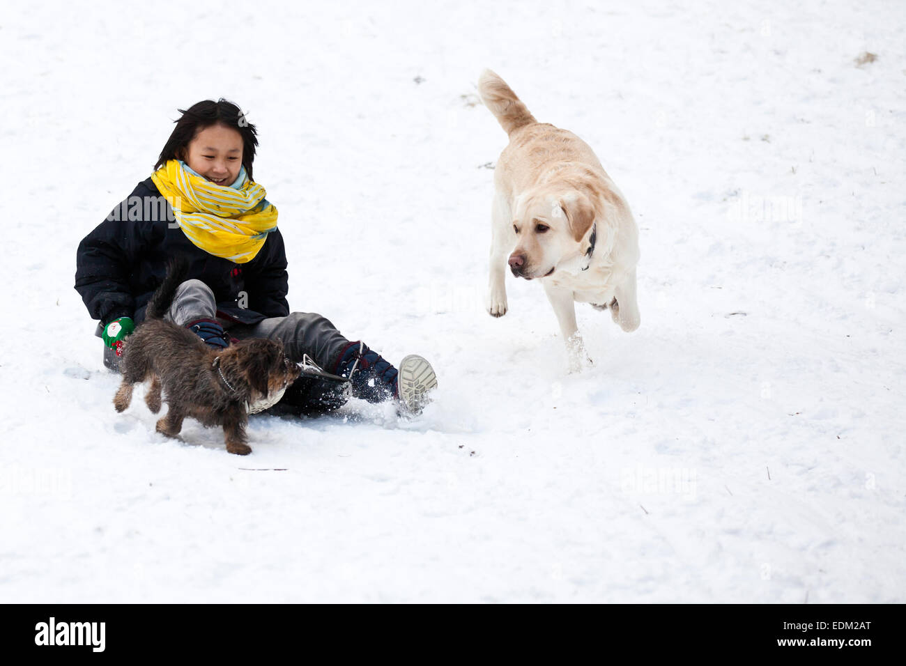 La ragazza lo slittino in inverno in Danimarca con 2 cani Foto Stock