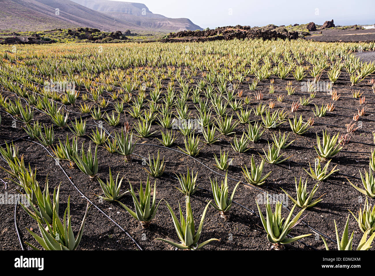 Aloe vera raccolto in campo con tubi di irrigazione, Lanzarote, Isole Canarie, Spagna Foto Stock