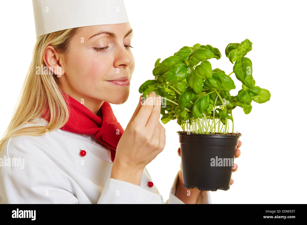 La donna come chef di cucina profumati di un vasetto di basilico fresco erbe Foto Stock