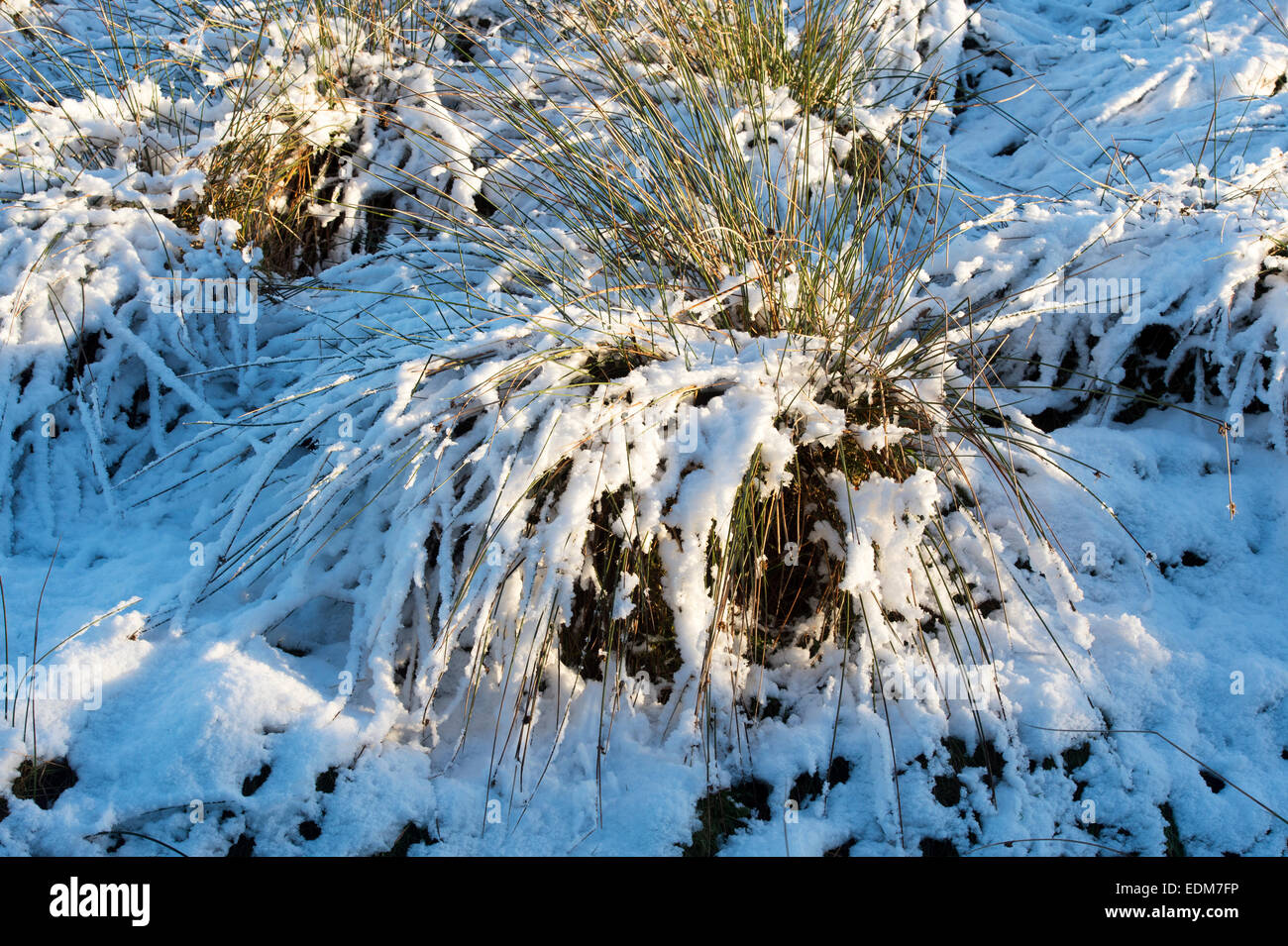 Coperta di neve la brughiera di erba. Parco nazionale di Northumberland. Northumbria, Inghilterra Foto Stock