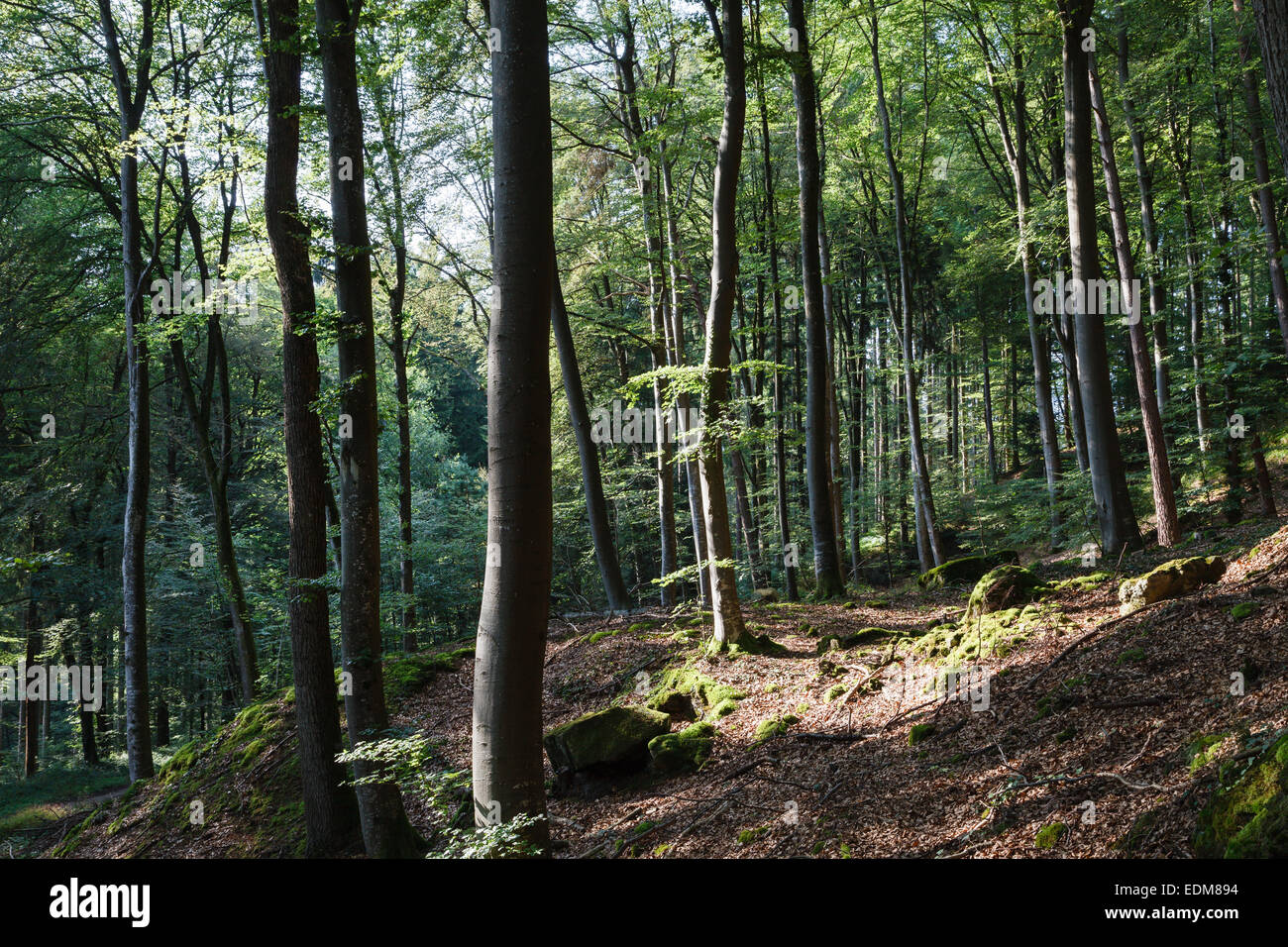 Bosco in prossimità di Consdorf, Mullerthal, Lussemburgo Foto Stock