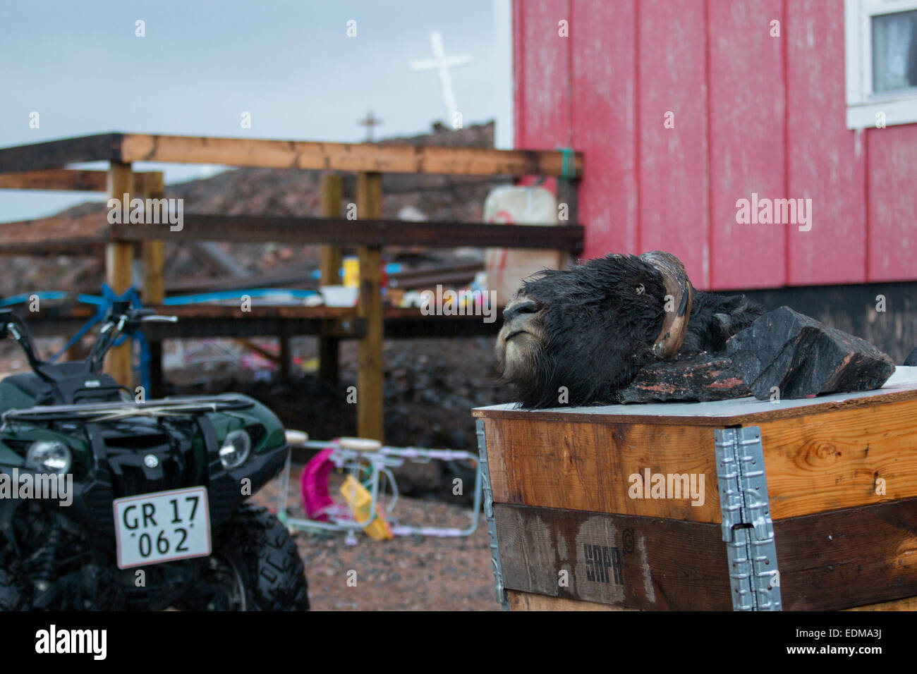 Un buoi muschiati la testa al di fuori di una tipica casa in ittoqqortoormiit, est della Groenlandia. Foto Stock