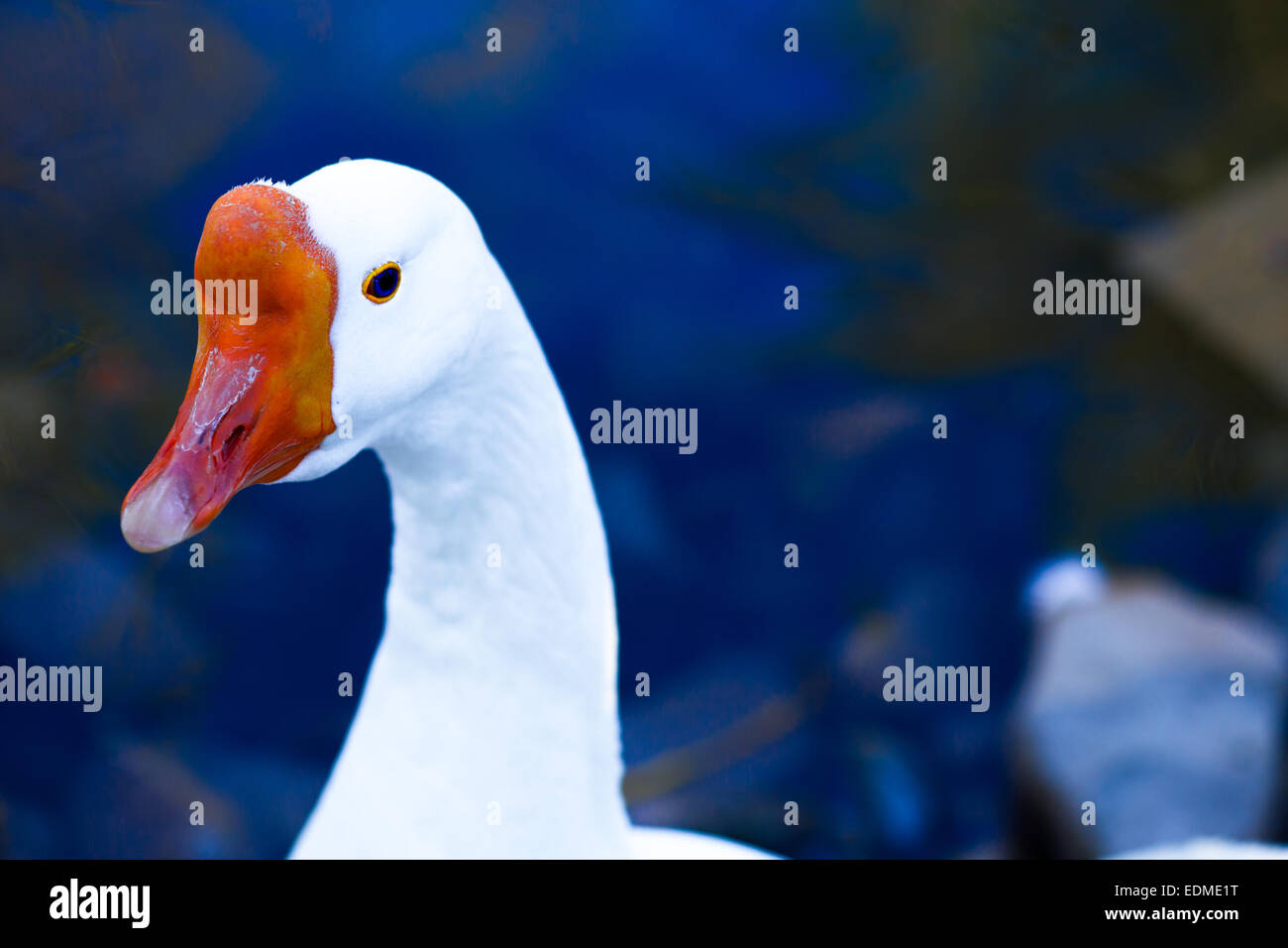 Snow goose Foto Stock