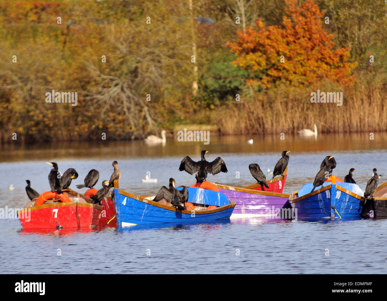 Cormorani sulle barche a remi di Petersfield pond, Hampshire prendere il sole in autunno sunshine, Mike Walker Pict Foto Stock