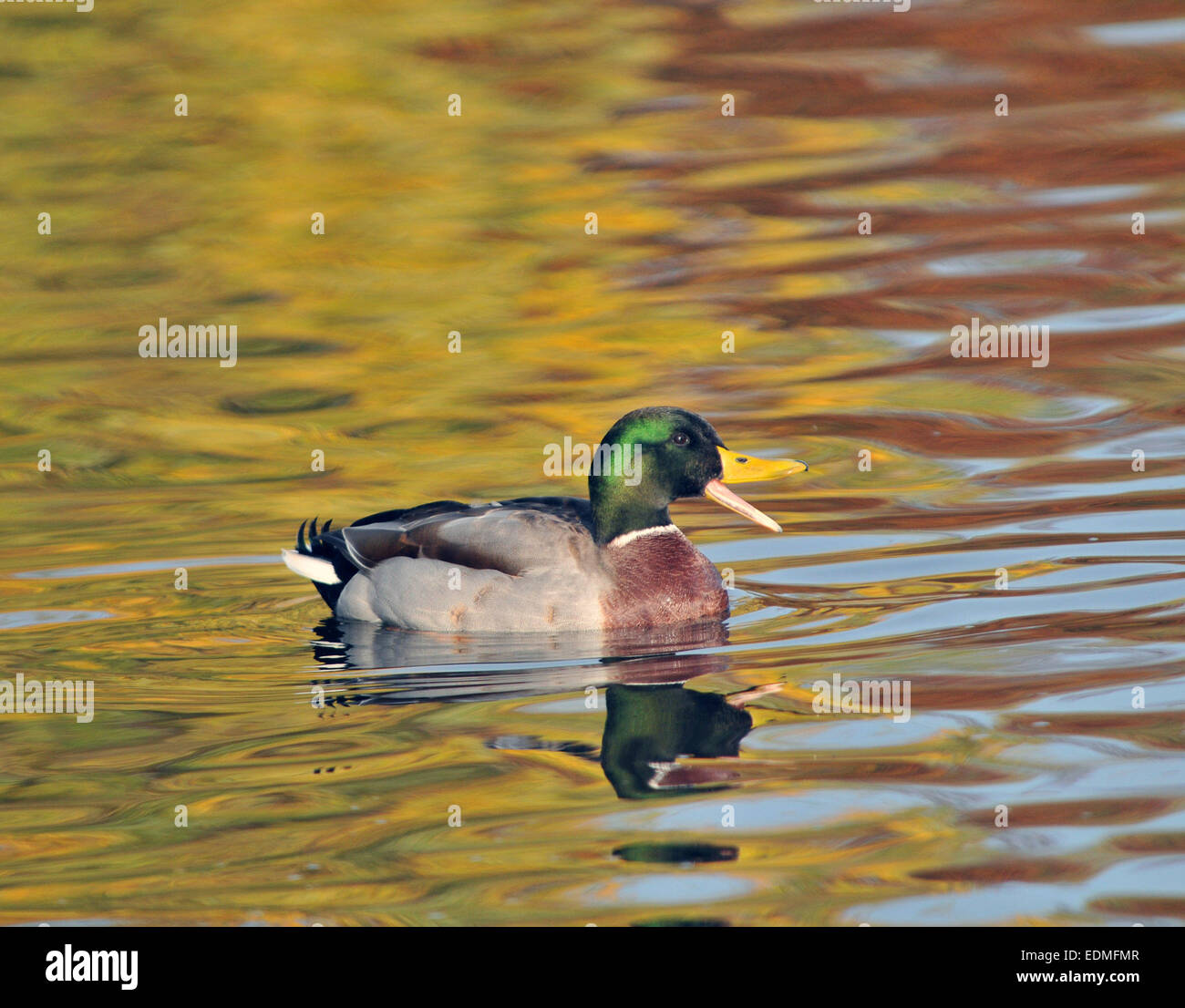 Un Mallard duck nuota tra i riflessi dei colori autunnali a Petersfield pond, Hampshire Mike Walker Pictur Foto Stock