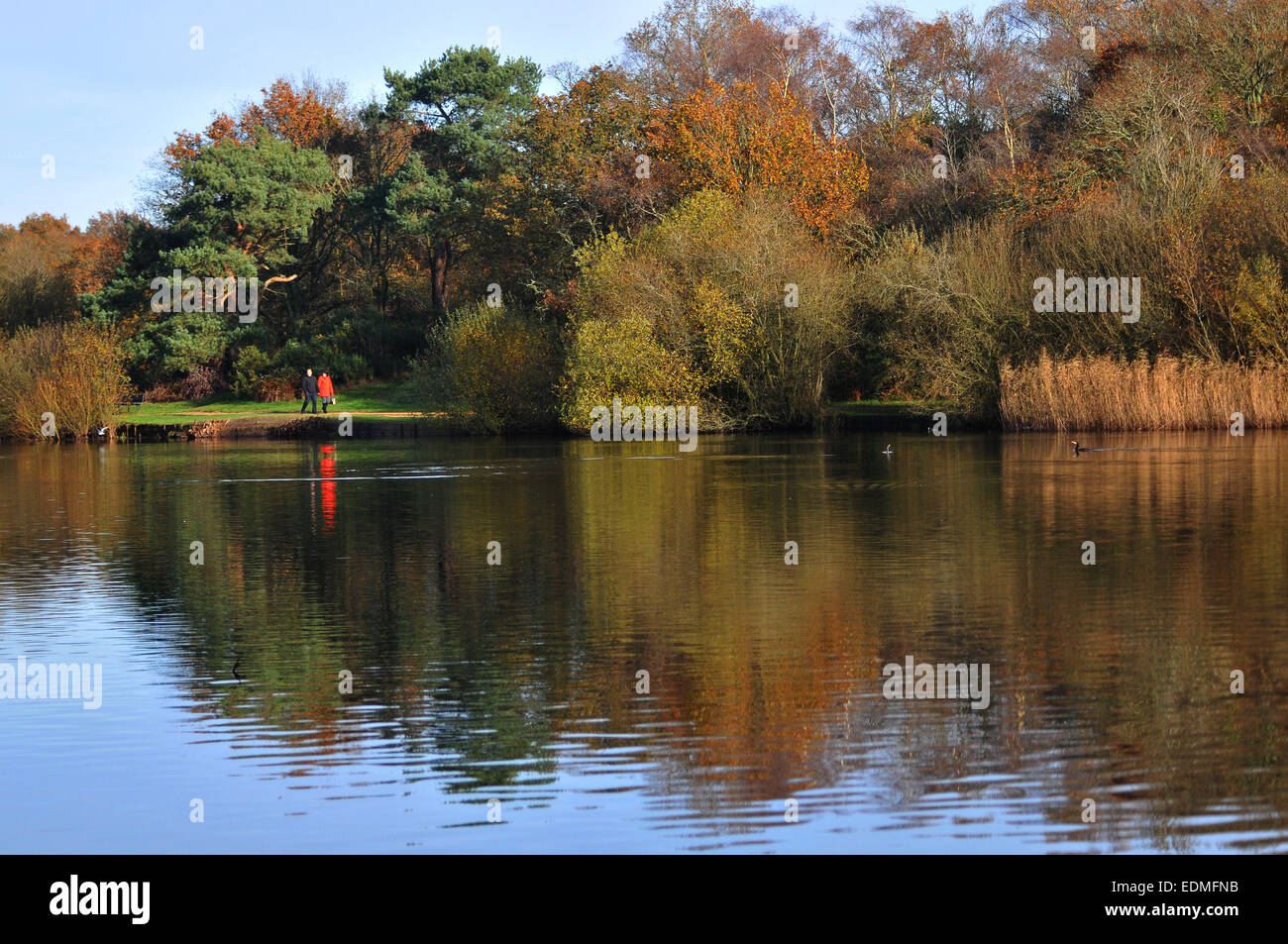 Il sole fa risaltare i colori dell'autunno a Petersfield Pond, Hampshire Pic Mike Walker, Mike Walker foto Foto Stock