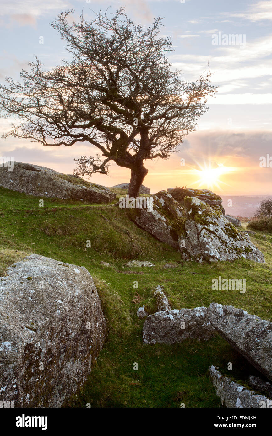 Sole che tramonta dietro un lone biancospino albero vicino a Ingra Tor Parco Nazionale di Dartmoor Devon UK Foto Stock