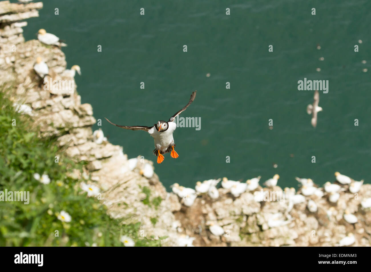 Puffin venuta in terra a Bempton Cliffs REGNO UNITO Foto Stock