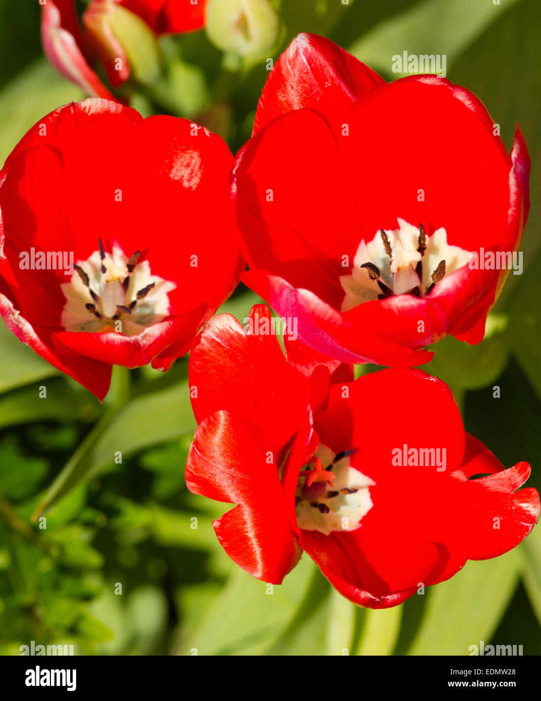 Tulip fiori in un giardino suburbano, Surrey, England, Regno Unito Foto Stock