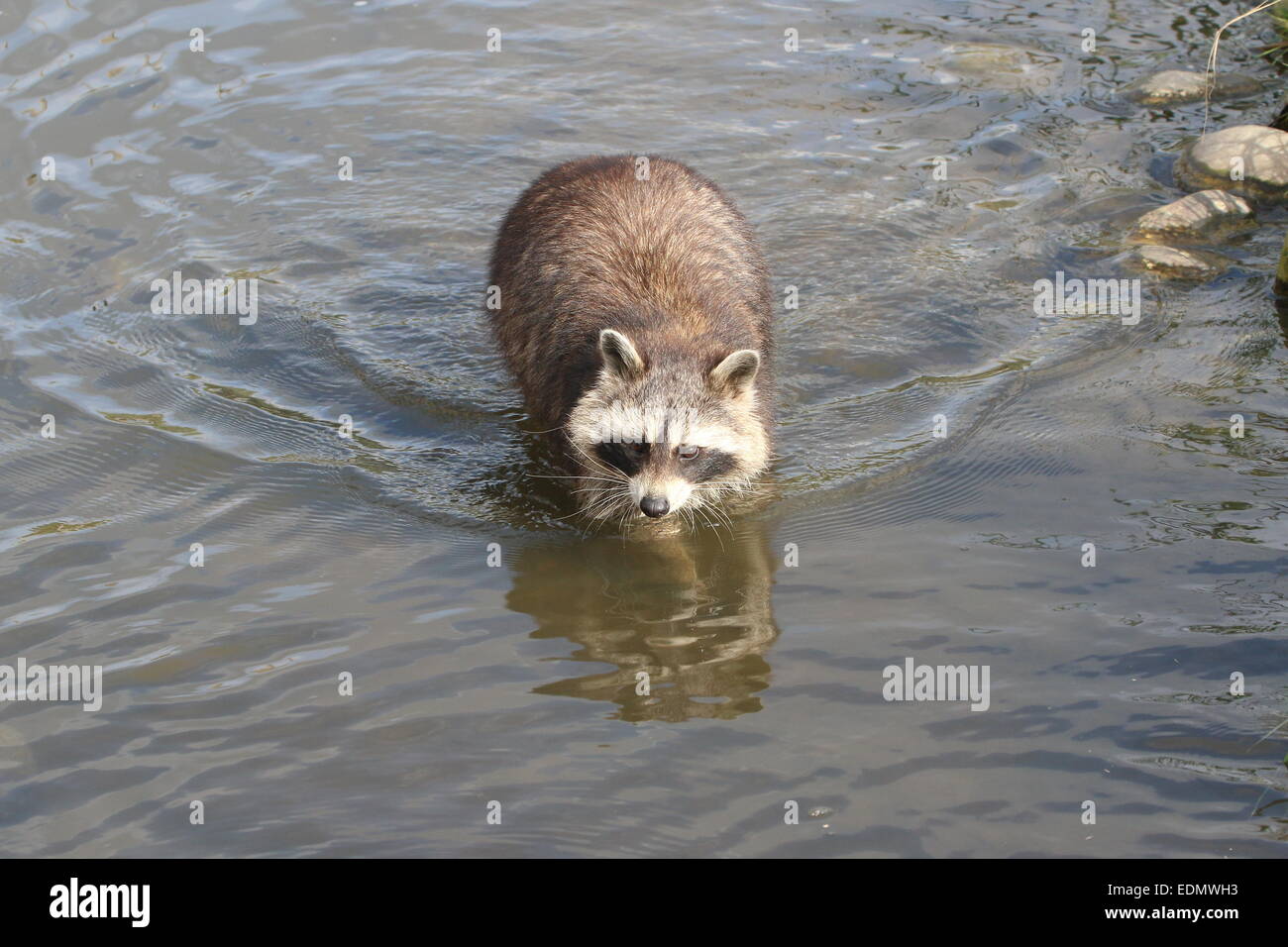 Per il Nord America o del nord (procione procione lotor) guadare attraverso l'acqua Foto Stock