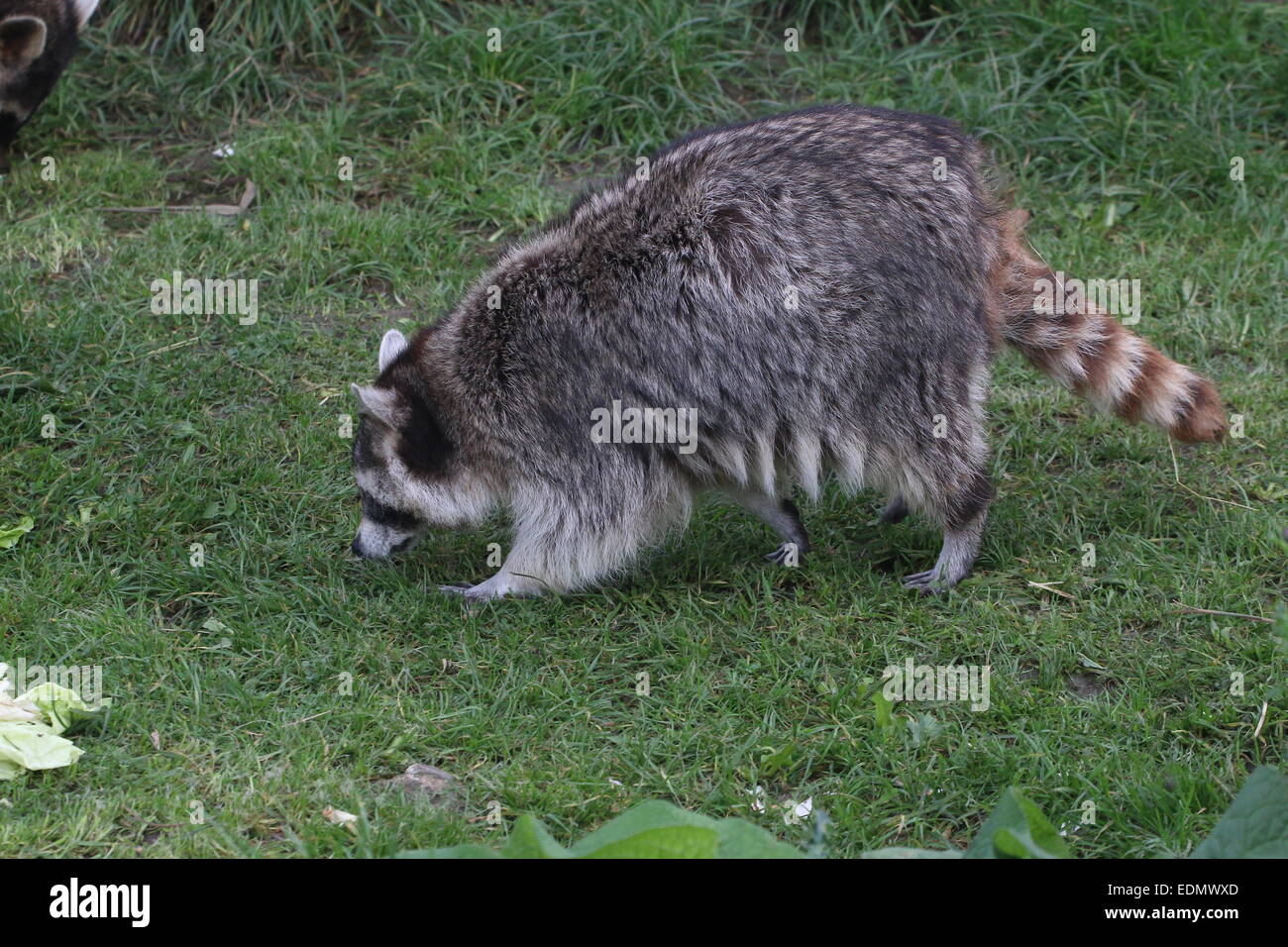 Per il Nord America o per il nord raccoon ( Procione lotor) passato a piedi in erba impostazione di terra Foto Stock