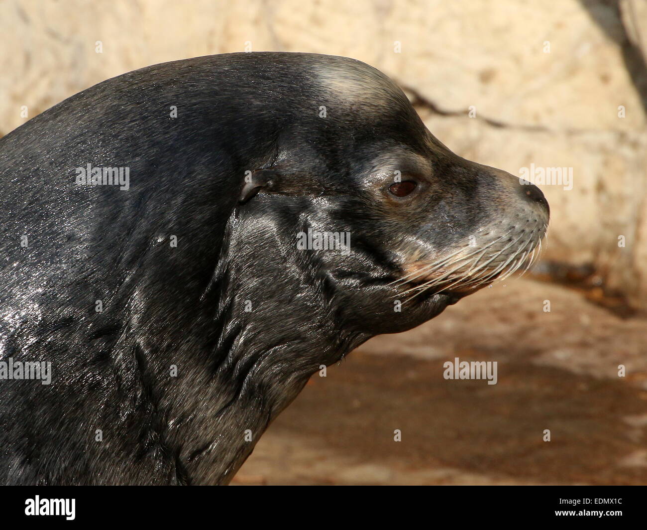 Maschio di leone marino della California (Zalophus californianus), dettagliata di close-up di testa, visto di profilo Foto Stock
