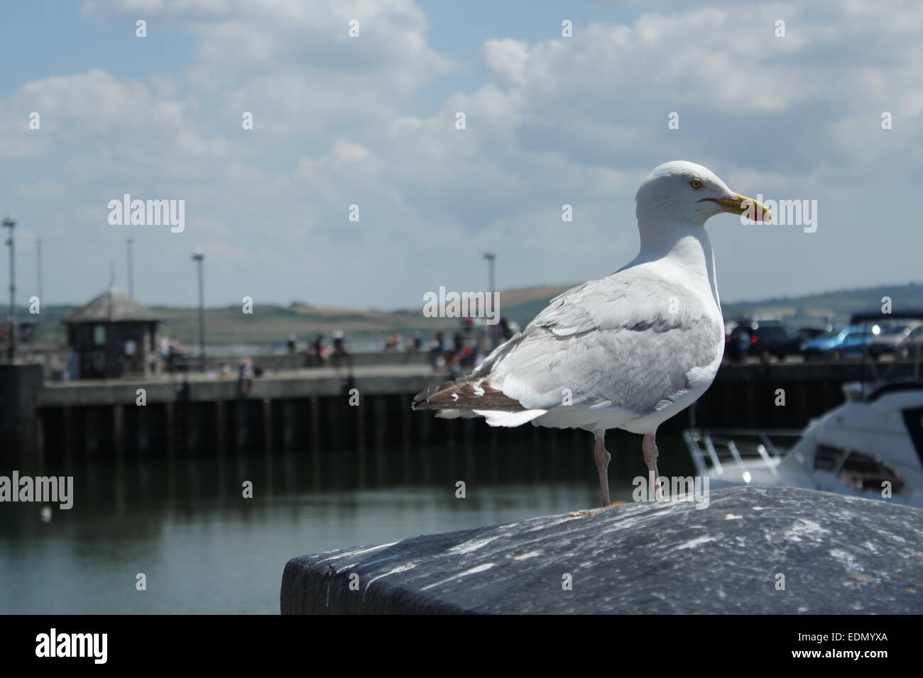 Seagull sulla lookout in un porto della Cornovaglia, Regno Unito Foto Stock