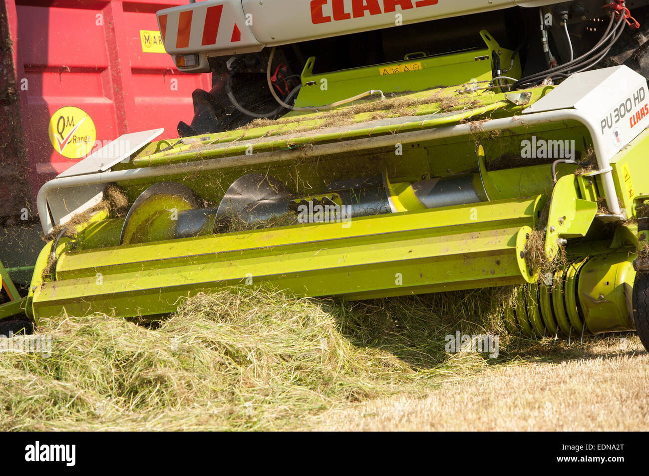 In prossimità della testa di prelievo di un Claas semoventi rendendo harvester insilati di erba, REGNO UNITO Foto Stock