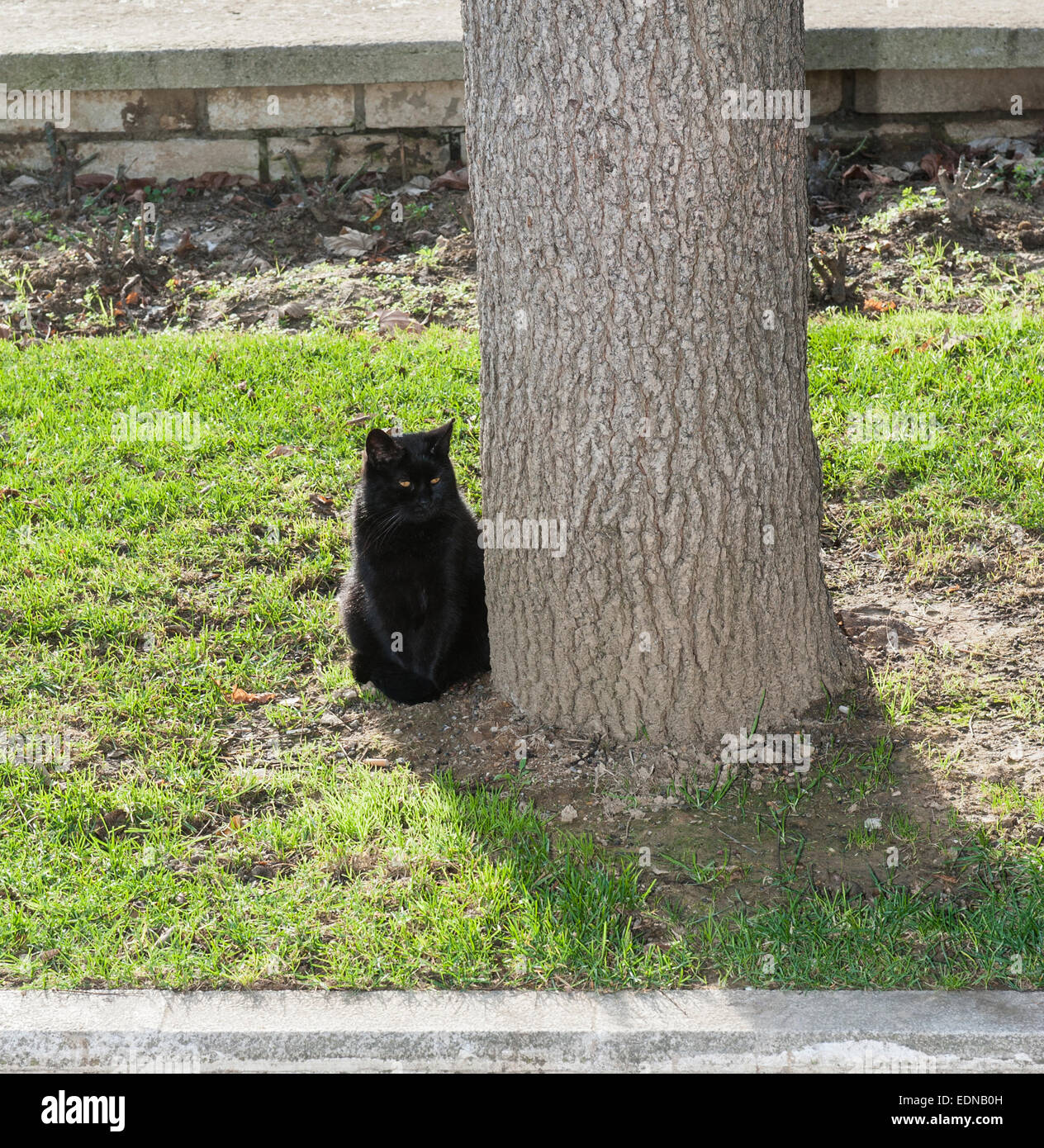 Nero gatto domestico seduto in un parco vicino al tronco di albero Foto Stock