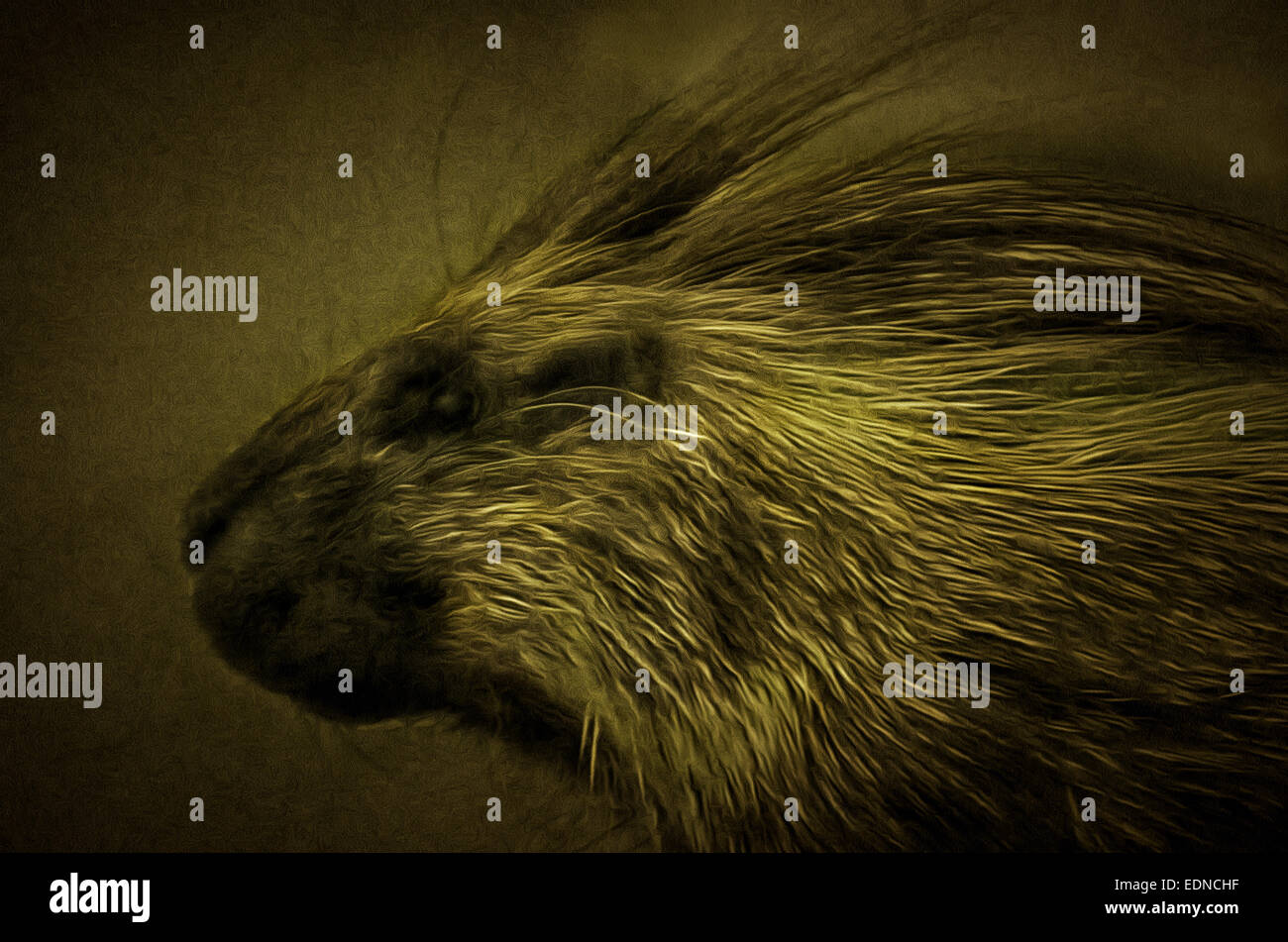 Coundou indiano (lat. Hystrix indica) - Vecchio Mondo porcupine famiglia pet (Hystricidae), illustrazioni Foto Stock