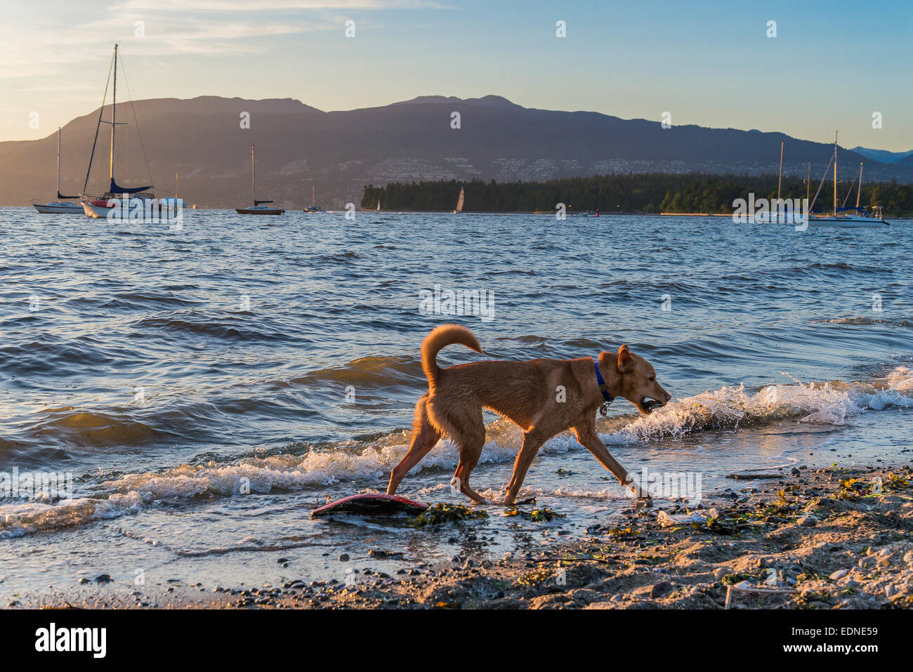 Hadden Park Beach un ufficiale cane off-guinzaglio area, Vancouver, British Columbia, Canada Foto Stock