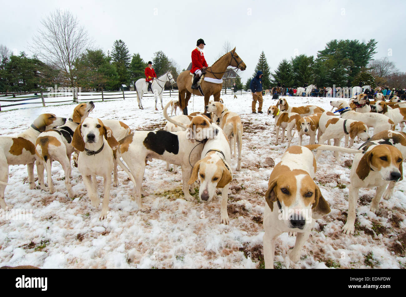 Come la bugle suoni, Essex Hunt Club di Peapack e Gladstone, New Jersey invia i cavalli e segugi racing nella prateria Foto Stock