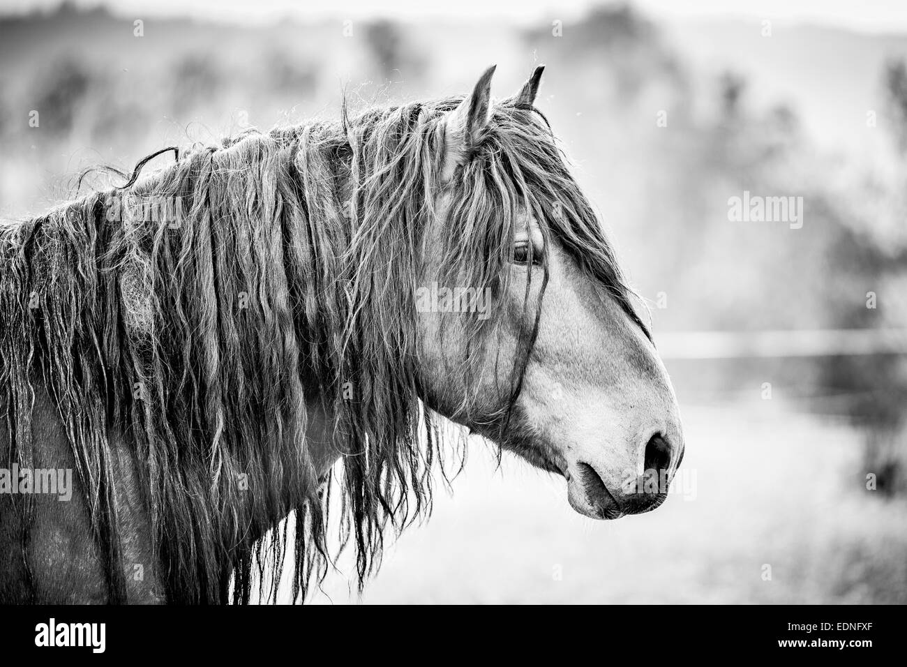 Cavallo su pascolo Foto Stock