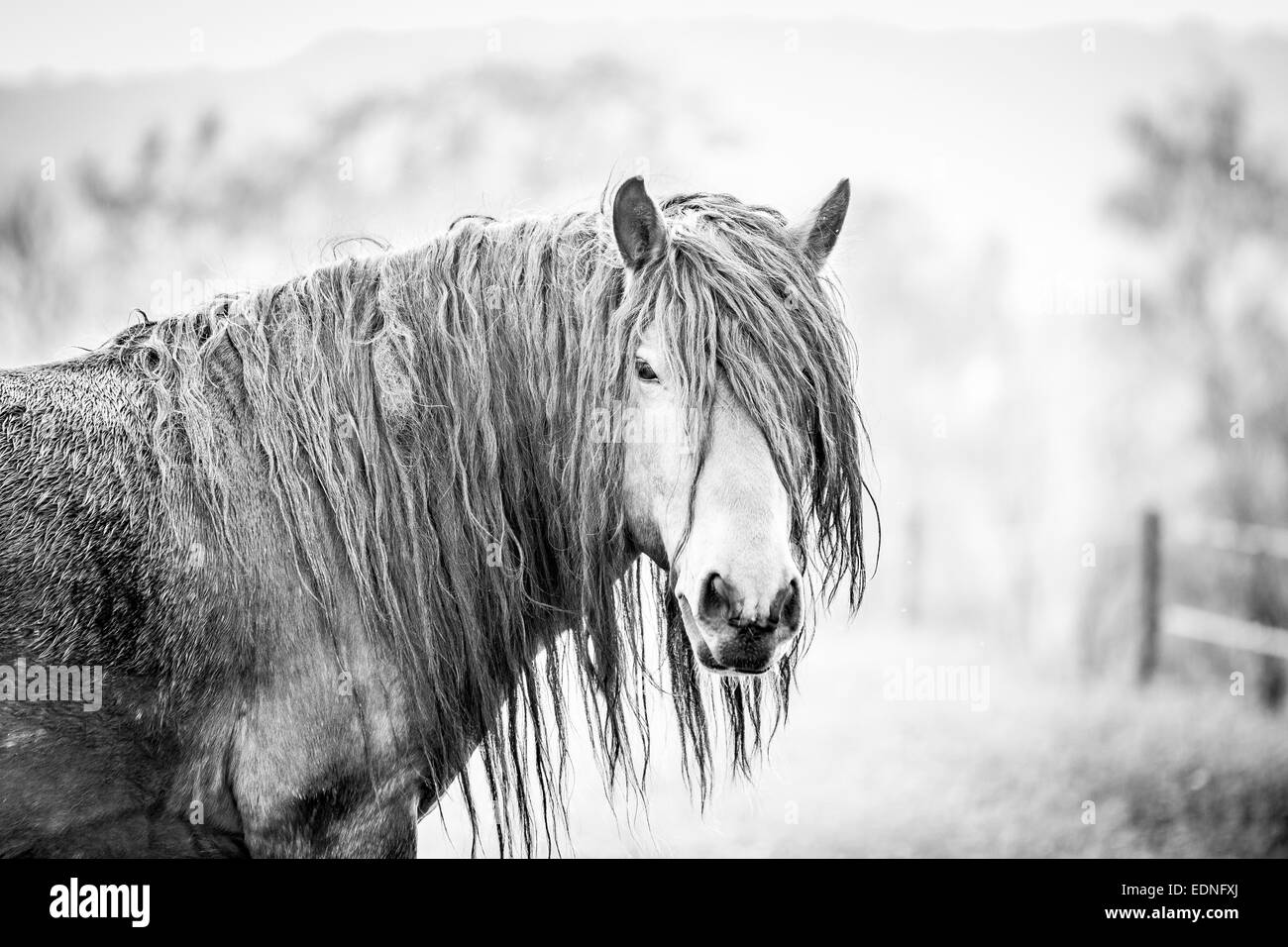 Cavallo su pascolo Foto Stock