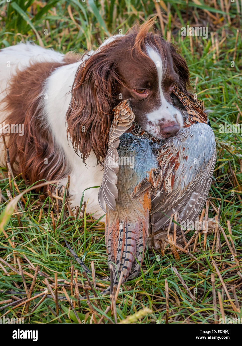 English Springer Spaniel una pistola di lavoro cane, il richiamo o il trasporto di un fagiano che è stato girato in un inglese un fagiano shoot Foto Stock