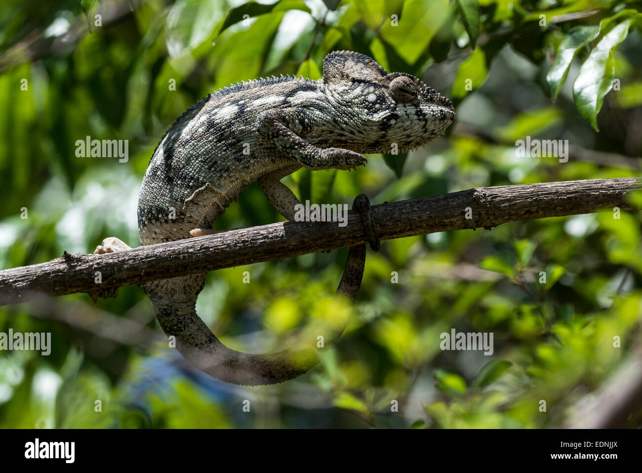 Oustalet o gigante malgascio Chameleon (Furcifer oustaleti), regione Adringitra, Madagascar Foto Stock