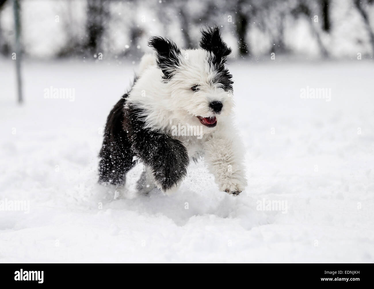 Old English Sheepdog, cucciolo, 4 mesi, in esecuzione nella neve Foto Stock