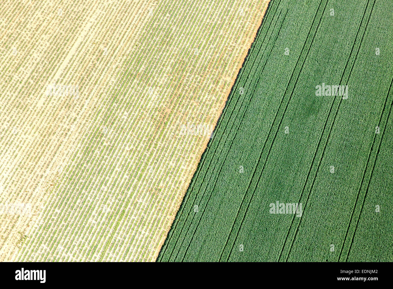 Vista aerea, cornfields, Landshut, Bassa Baviera, Baviera, Germania Foto Stock