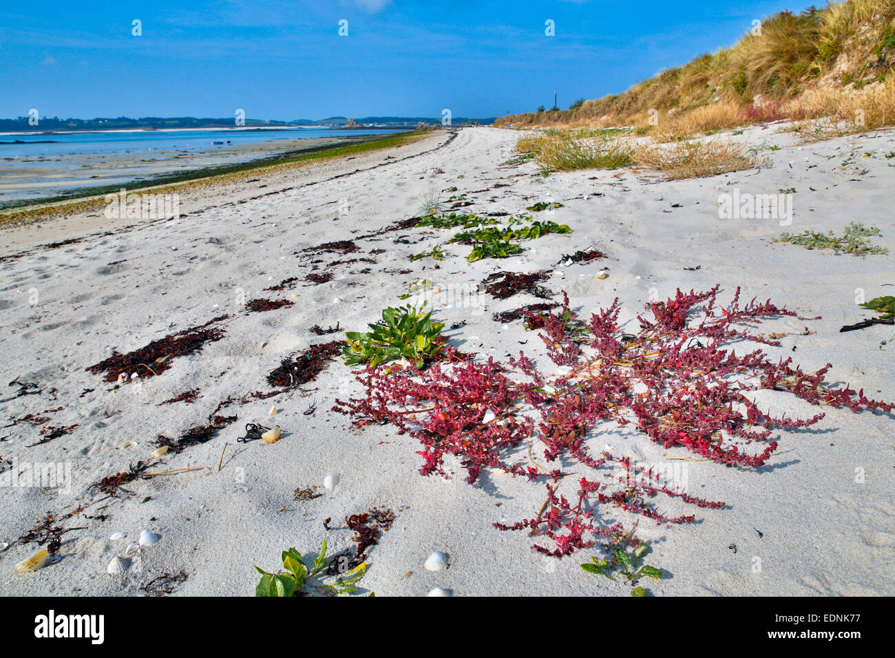 St Martin's; Rosso Goosefoot; Chenopodium rubrum; Isole Scilly; Regno Unito Foto Stock