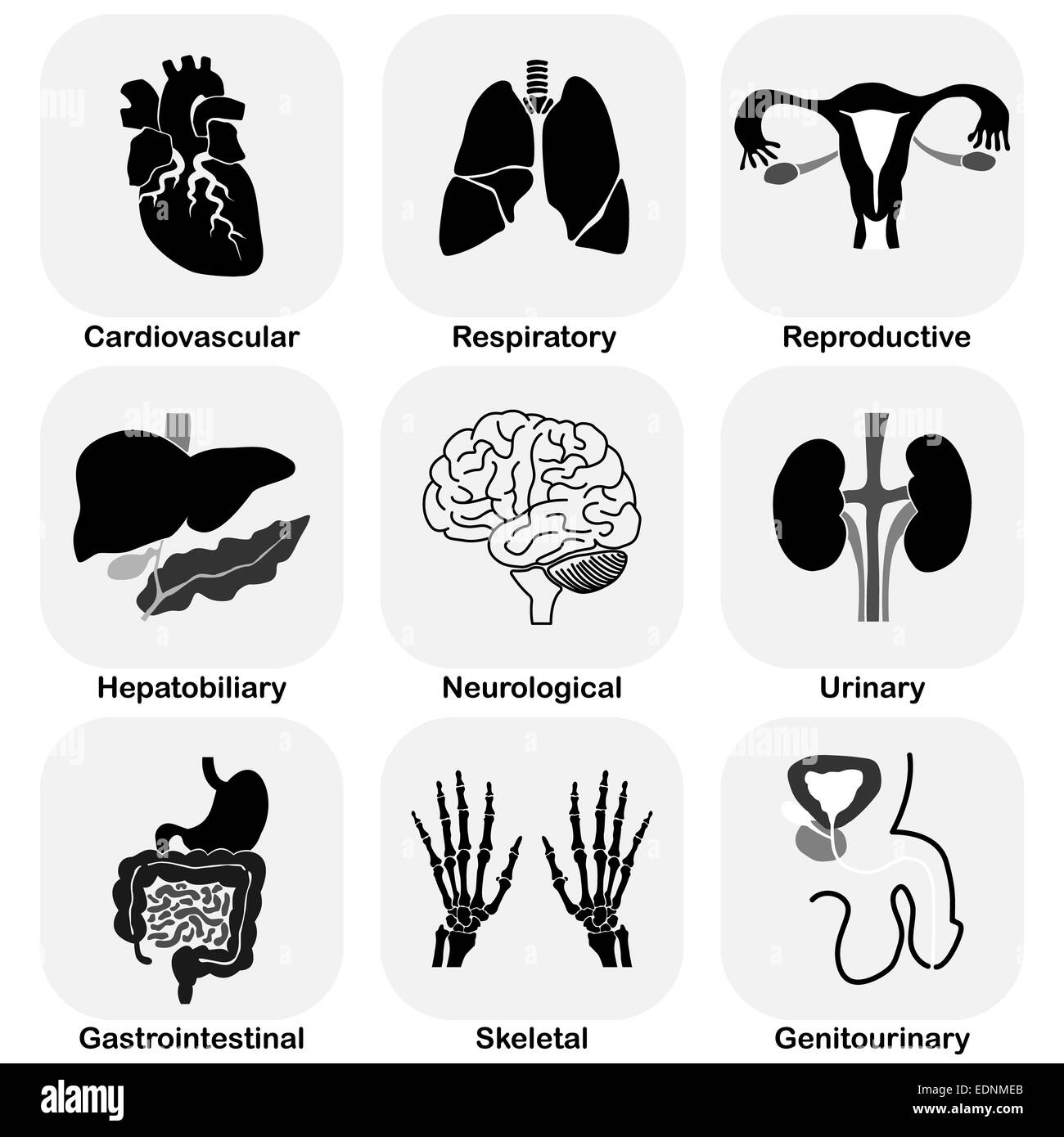 Raccolta di organo interno (sistema umano) Foto Stock