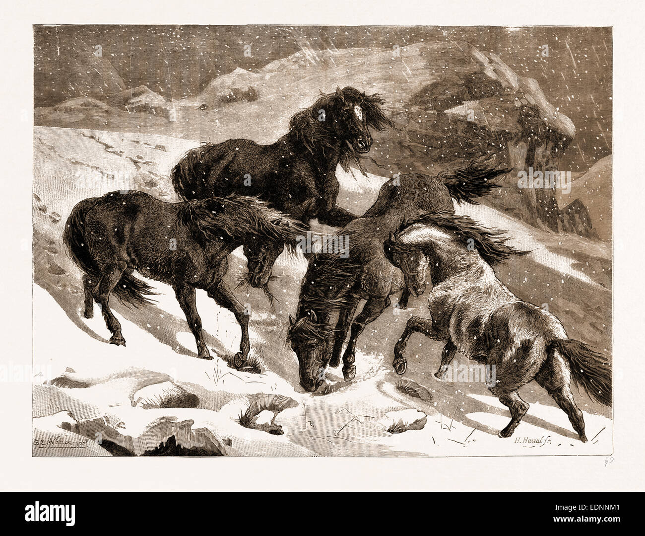 Il recente inverno severo: DARTMOOR pony è in cerca di un feed, UK, 1881 Foto Stock